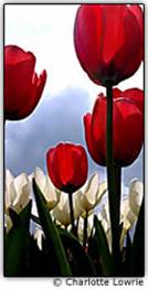 Red tulips