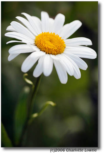 General_DaisyFull_MG_0702