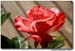 AvMode-RoseDeck_MG_0037