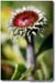 MACRO_Bud_MG_0180