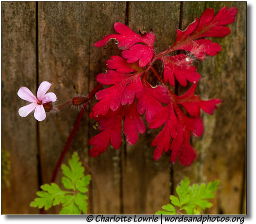 Red leaves and pink flower on a wooden fence