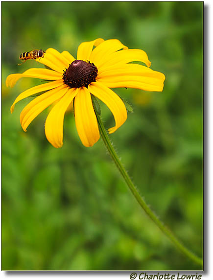 Bee and yellow flower