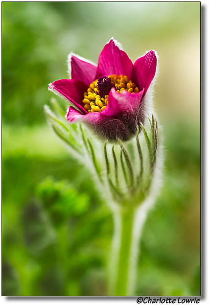 Red Pasque flower