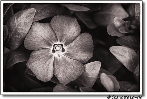 Small flower in black and white