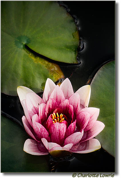 Water lily