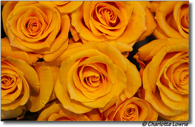 Yellow roses