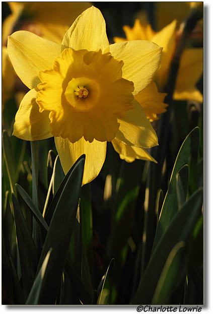 Daffodil